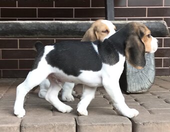 Beagle / Bigle - szczenięta rodowód ZKwP / FCI po Champion. - 6
