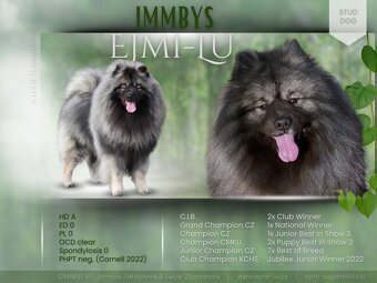 Wilczy szpic / Keeshond polecam rodowodowe szczenieta - 6