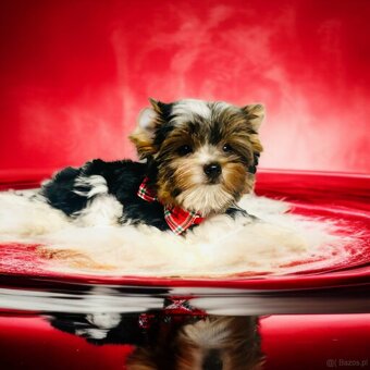 York Biewer - cudeńko - możliwy legalny wyjazd z Kraju. - 6