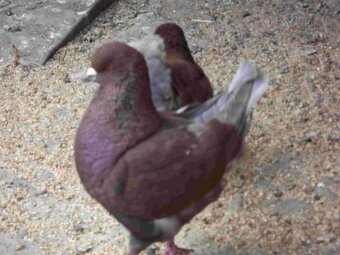 sprzedam gołębie - 6