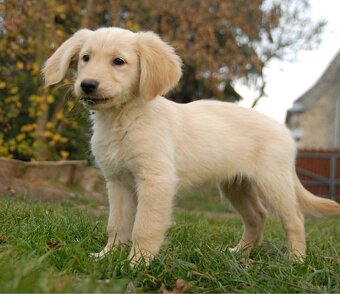 Golden Retriever - 6
