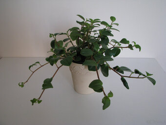 Mulenbekia – piękna zdrowa roślinka ozdobna - 6