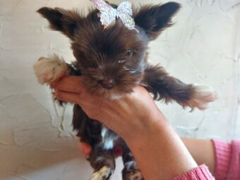York Yorkshire Terrier Chocolate Suczka - 6