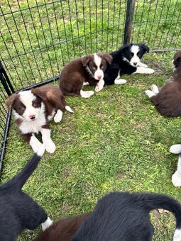 Suczka brązowo biała border collie - 6