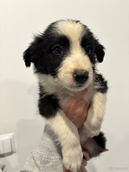 Piesek border collie czarno biały - 6