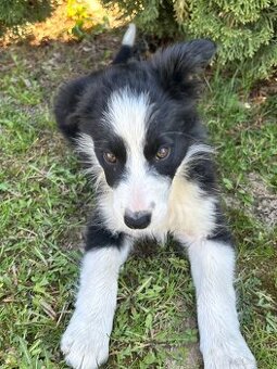 Piesek border collie czarno biały - 6