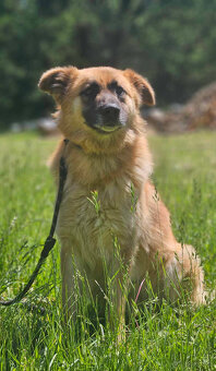 Neon mix leonberger -szuka domu schronisko Zgierz-aktualne - 6