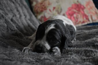 Niebieski spaniel pikardyjski FCI (wyżeł,płochacz) - 6