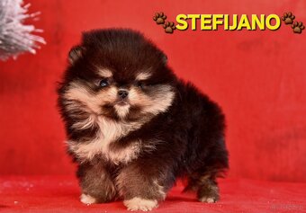 Pomeranian Boo – Szczenięta w kolorze CHOCOLATE & TAN | NOWO - 6
