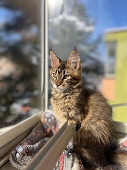 Kocięta Maine Coon  s PP - 6
