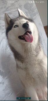 Siberian Husky ZKwP FCI suczka - 6