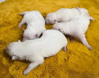 Szczenię samoyed FCI dostepne do rezerwacji SHINING WHITE ST - 6