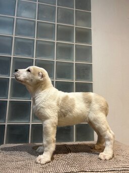 Owczarek środkowoazjatycki alabai - 6