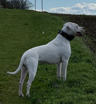 Dog Argentyński z PP, szczenięta dogo argentino REZERWACJE - 6
