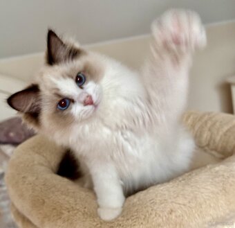 Ragdoll - uroczy Waldi - 6