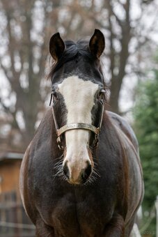 APH gelding, bay roan overo - 6