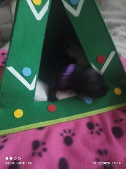 Sznaucerki szukają domku - 6