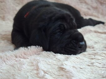 Dog niemiecki - 6