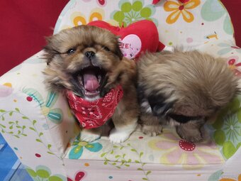 Pekińczyk Pekińczyki Nie Shih Tzu - 6