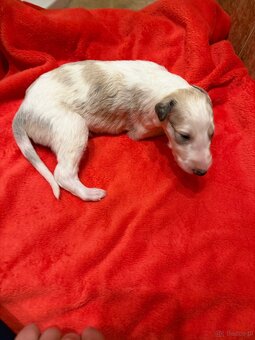 Chart rosyjski borzoj - 6