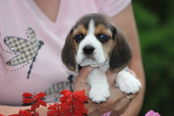 Beagle szczeniaczki ZKwP FCI po Championach - 6