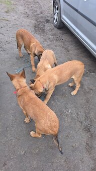 Owczarek belgijski - 6