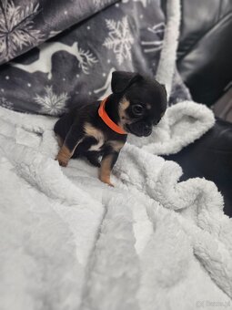 Dziewczynka chihuahua - 6