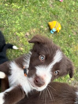 Puppies border collie - 6