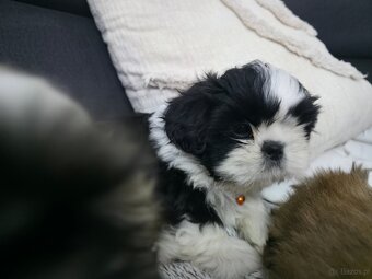 Pieski rasy Shih- tzu - 6