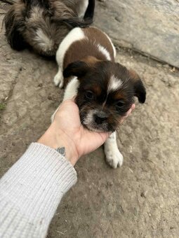 Szczeniaki shih tzu - 6