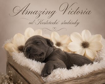 Niebieski dog niemiecki 💙🐾 o doskonałym rodowodzie - 6