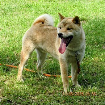 Shiba Inu, dziesięciomiesięczny, czerwony piesek - 6