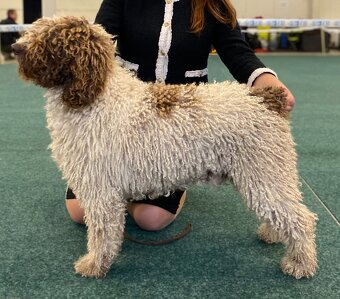 Hiszpański pies dowodny - z rodowodem FCI - 6