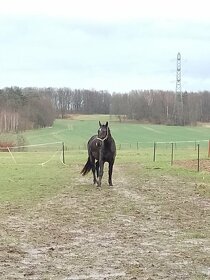Koń śląski wałach 2,5 roku Bajron - 6