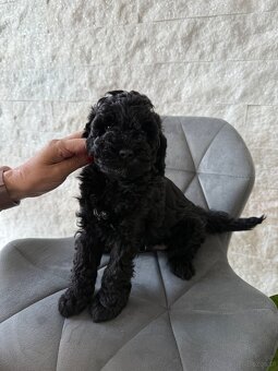Cockapoo - pudel miniaturowy - 6