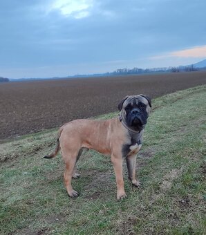 Bulmastif s PP/ Bullmastif/ Bulmastiff - 6