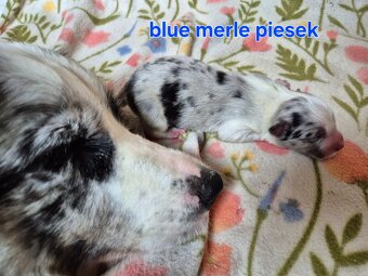 Szczeniak border collie blue merle hodowla ZKWP FCI - 6