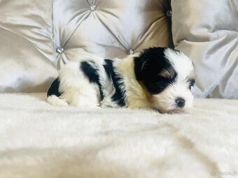 York Biewer - maleńki piękny chłopczyk. luxusowy. - 6