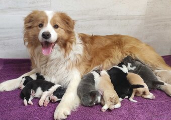 BORDER COLLIE, klasyk z dokumentami - 6