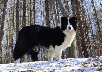 Pies ee-red BORDER COLLIE - pełna dok. REZERWACJE - 6