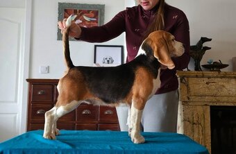 BEAGLE-ZKwP/FCI , po champ., różne kolory - 6