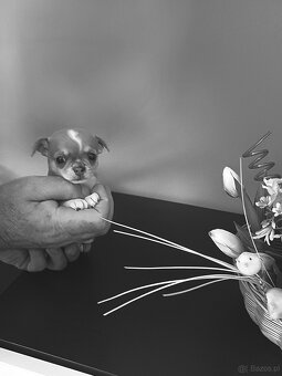 Chihuahua Niebieski Krótkowłosy Królewicz - 6
