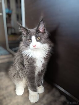 Maine Coon Kocięta z Rodowodem Fpl - 6