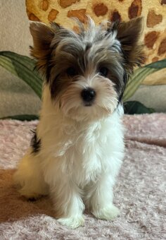 Suczka Biewer Yorkshire Terrier FCI / ZKwP - 6