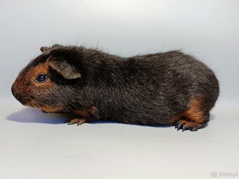 gigantyczne świnki morskie Cuy - 6
