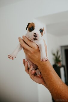Szczenięta amstaff - 6