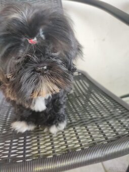 Suczka Shih-tzu - 6