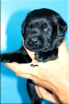 Labrador retriever czarne szczenięta - 6