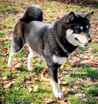 Shiba Inu, roczna suczka, czarna-podpalana - 6