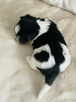 York Biewer - cudna suczka po sprawdzonych przodkach. - 6